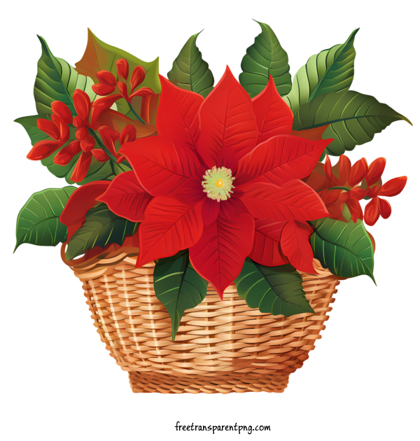 Free Poinsettia Flower Poinsettia Flower Potted Plants Red Flowers For Poinsettia Flower Clipart Transparent Background