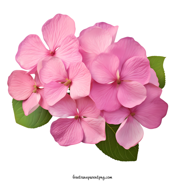 Free Hydrangea Flower Hydrangea Flower Pink Flowers Hydrangea For Hydrangea Flower Clipart Transparent Background