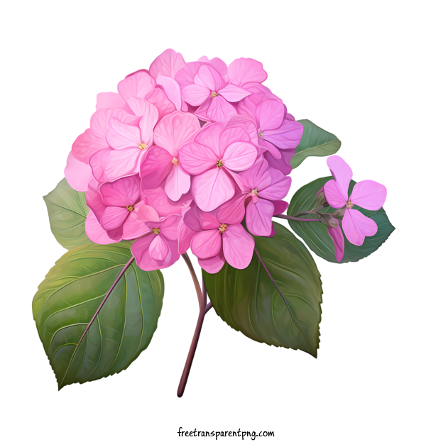 Free Hydrangea Flower Hydrangea Flower Flower Pink For Hydrangea Flower Clipart Transparent Background