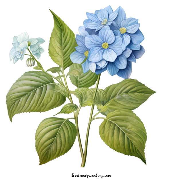 Free Hydrangea Flower Hydrangea Flower Blue Water For Hydrangea Flower Clipart Transparent Background