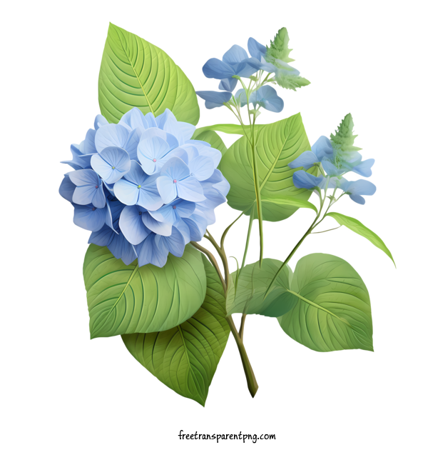 Free Hydrangea Flower Hydrangea Flower Petals Blue For Hydrangea Flower Clipart Transparent Background