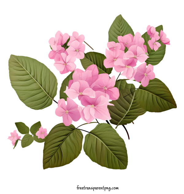 Free Hydrangea Flower Hydrangea Flower Pink Flowers Green Leaves For Hydrangea Flower Clipart Transparent Background