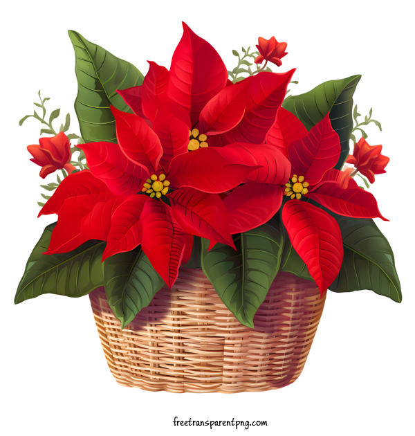 Free Poinsettia Flower Poinsettia Flower Red Poinsettias Holiday Decoration For Poinsettia Flower Clipart Transparent Background