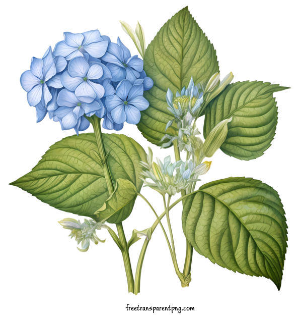 Free Hydrangea Flower Hydrangea Flower Blue Flowers Green Leaves For Hydrangea Flower Clipart Transparent Background