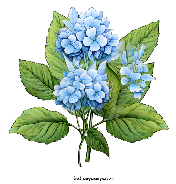 Free Hydrangea Flower Hydrangea Flower Blue Flowers For Hydrangea Flower Clipart Transparent Background