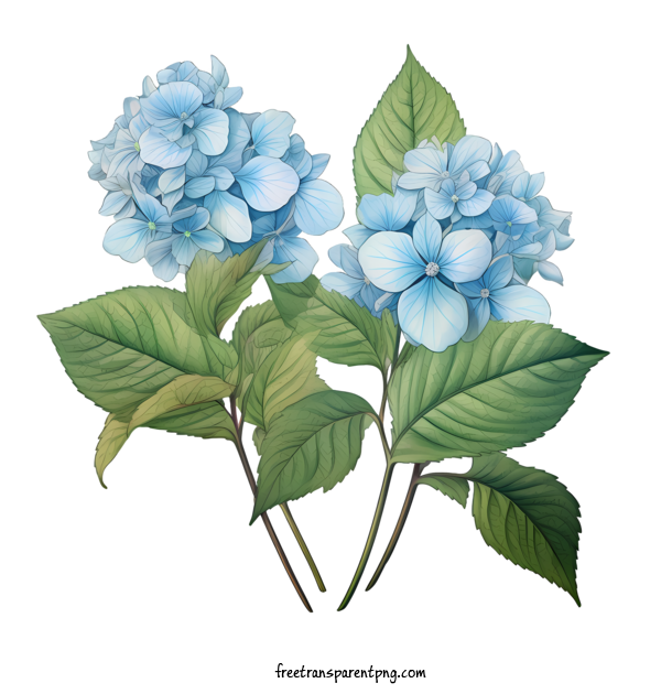 Free Hydrangea Flower Hydrangea Flower Blue Flowers For Hydrangea Flower Clipart Transparent Background