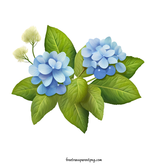 Free Hydrangea Flower Hydrangea Flower Hydrant Water For Hydrangea Flower Clipart Transparent Background