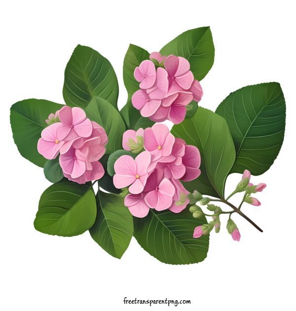 Free Hydrangea Flower Hydrangea Flower Pink Flowers Leaves For Hydrangea Flower Clipart Transparent Background