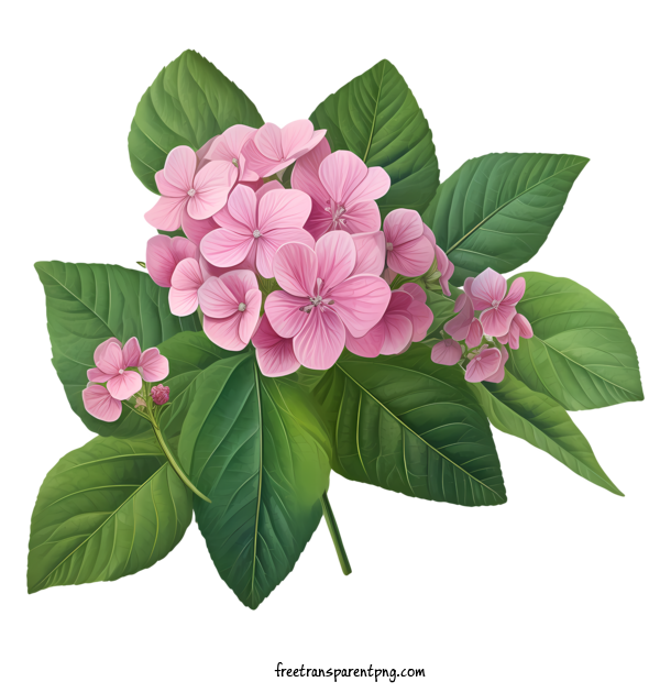 Free Hydrangea Flower Hydrangea Flower Bouquet Pink For Hydrangea Flower Clipart Transparent Background