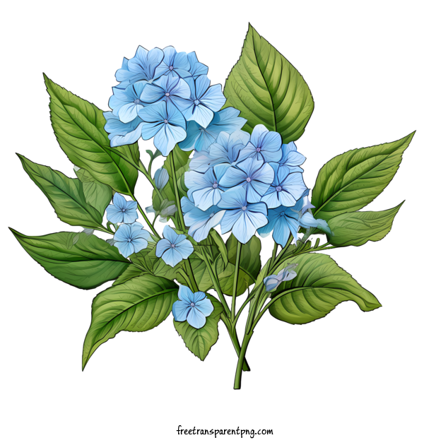 Free Hydrangea Flower Hydrangea Flower Watercolor Floral For Hydrangea Flower Clipart Transparent Background