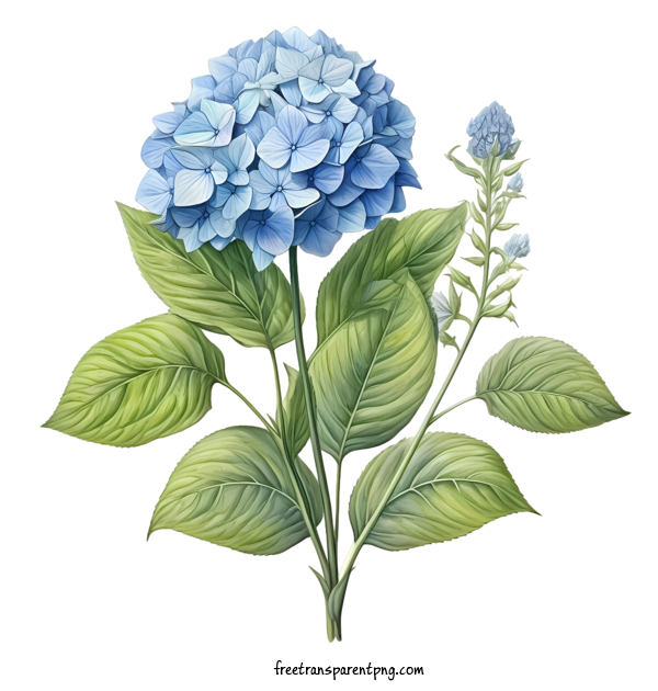 Free Hydrangea Flower Hydrangea Flower Flower Watercolor For Hydrangea Flower Clipart Transparent Background