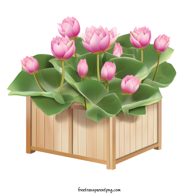 Free Lotus Flower Lotus Flower Potted Plants Water Lilies For Lotus Flower Clipart Transparent Background