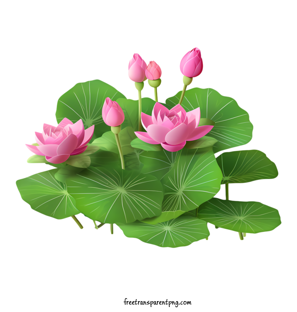 Free Lotus Flower Lotus Flower Pink Lotus Flowers Water Lilies For Lotus Flower Clipart Transparent Background