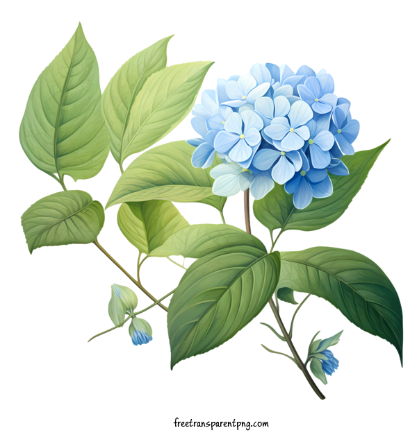 Free Hydrangea Flower Hydrangea Flower Flower Blue For Hydrangea Flower Clipart Transparent Background