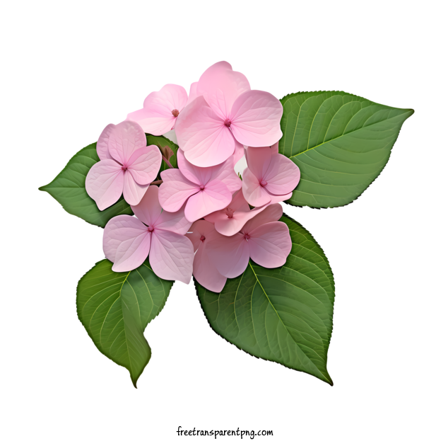 Free Hydrangea Flower Hydrangea Flower Pink Flowers Green Leaves For Hydrangea Flower Clipart Transparent Background
