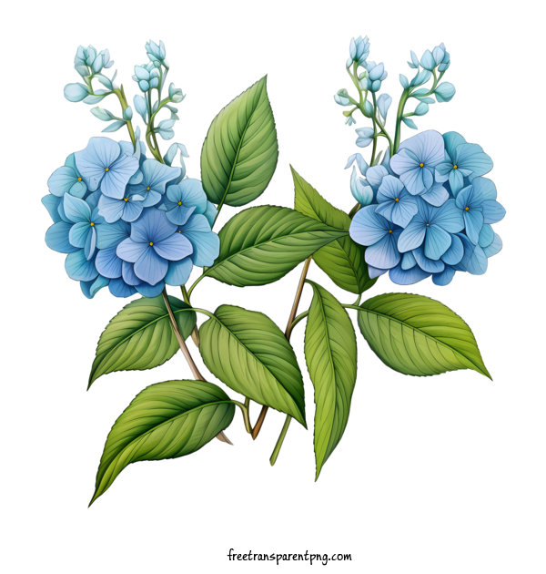 Free Hydrangea Flower Hydrangea Flower Hydrangeas Blue For Hydrangea Flower Clipart Transparent Background