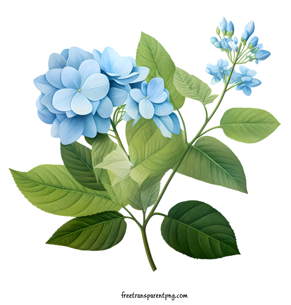 Free Hydrangea Flower Hydrangea Flower Blue Flowers Spring For Hydrangea Flower Clipart Transparent Background