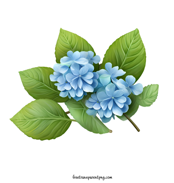 Free Hydrangea Flower Hydrangea Flower Hydrant Blue For Hydrangea Flower Clipart Transparent Background