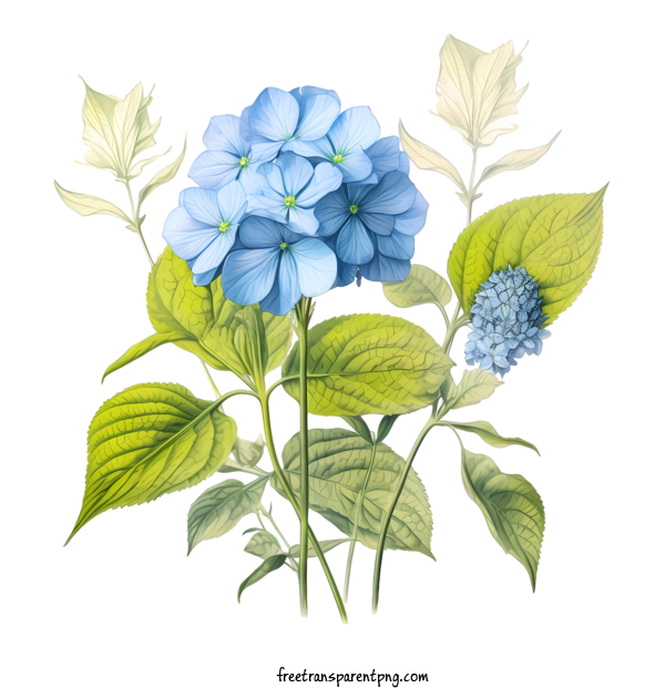 Free Hydrangea Flower Hydrangea Flower Blue Flowers Watercolor For Hydrangea Flower Clipart Transparent Background