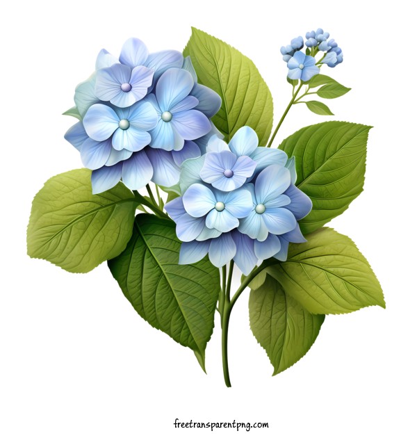 Free Hydrangea Flower Hydrangea Flower Flowers Blue For Hydrangea Flower Clipart Transparent Background