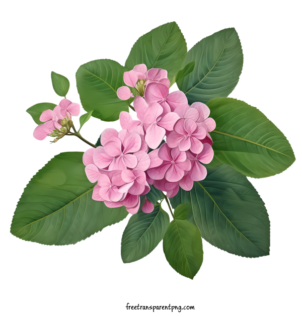 Free Hydrangea Flower Hydrangea Flower Pink Hydrangea For Hydrangea Flower Clipart Transparent Background