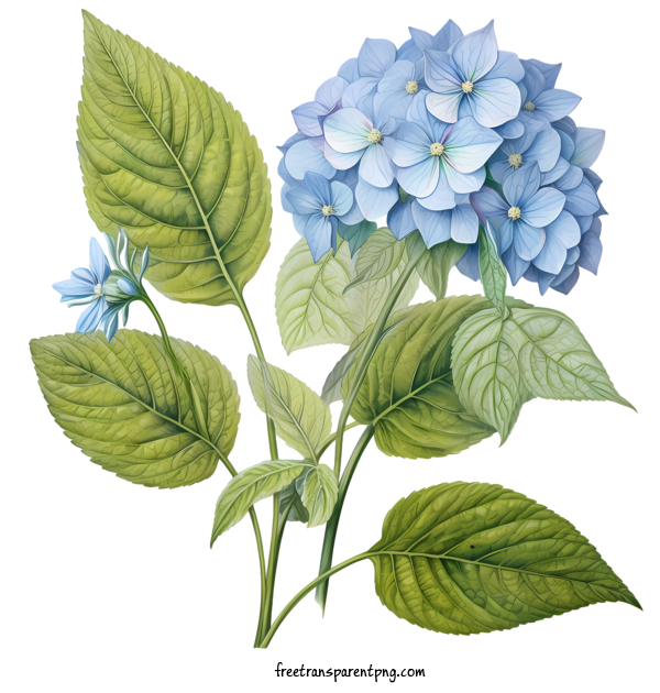 Free Hydrangea Flower Hydrangea Flower Blue Hydrant For Hydrangea Flower Clipart Transparent Background