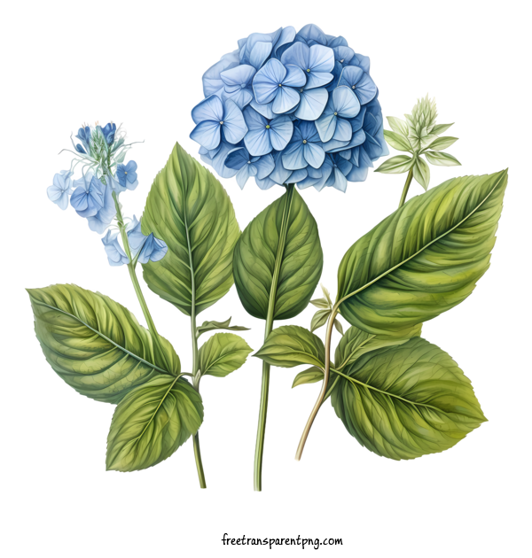 Free Hydrangea Flower Hydrangea Flower Blue Hydrangea Green Leaves For Hydrangea Flower Clipart Transparent Background