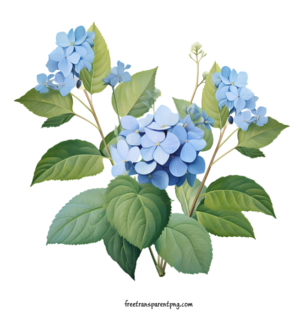 Free Hydrangea Flower Hydrangea Flower Blue Flowers Hydrangeas For Hydrangea Flower Clipart Transparent Background