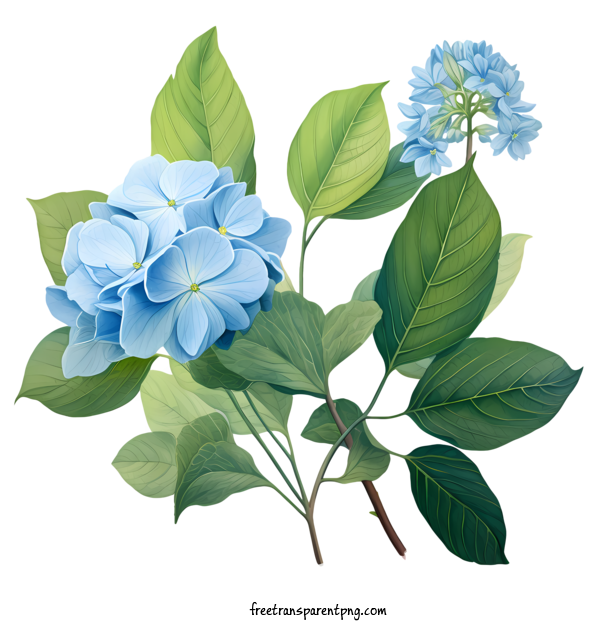 Free Hydrangea Flower Hydrangea Flower Blue Hydrangea For Hydrangea Flower Clipart Transparent Background