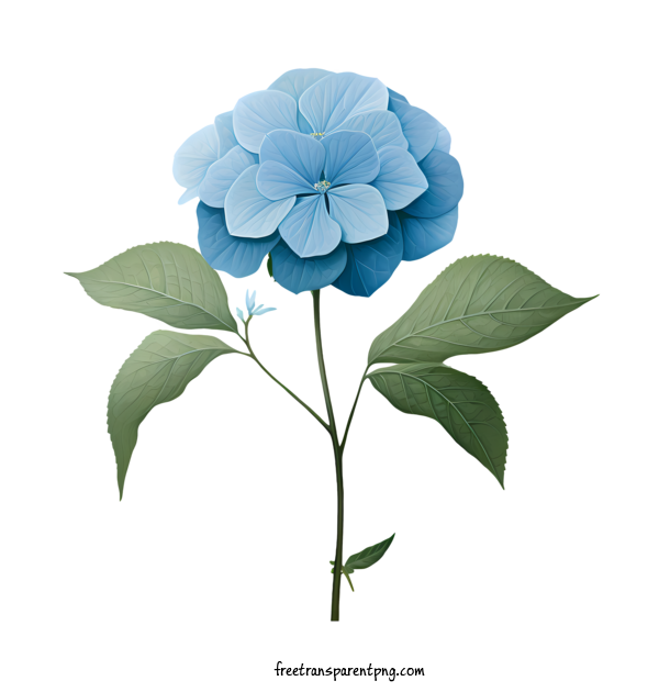 Free Hydrangea Flower Hydrangea Flower Blue Flower For Hydrangea Flower Clipart Transparent Background