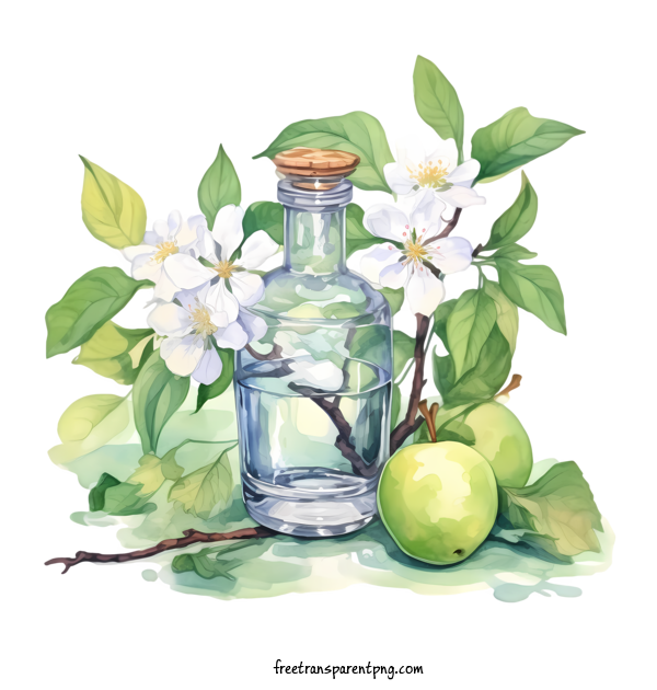 Free Apple Blossom Apple Blossom Watercolor Flower For Apple Blossom Clipart Transparent Background