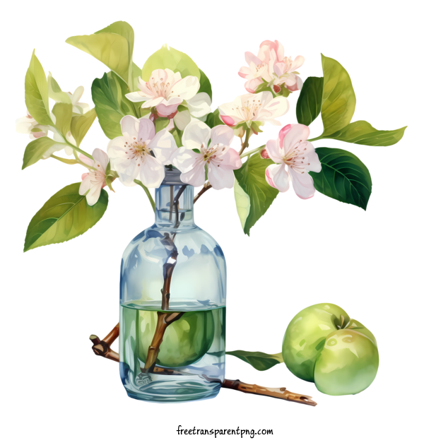 Free Apple Blossom Apple Blossom Apple Vase For Apple Blossom Clipart Transparent Background