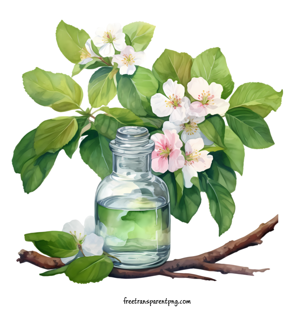 Free Apple Blossom Apple Blossom Watercolor Floral For Apple Blossom Clipart Transparent Background