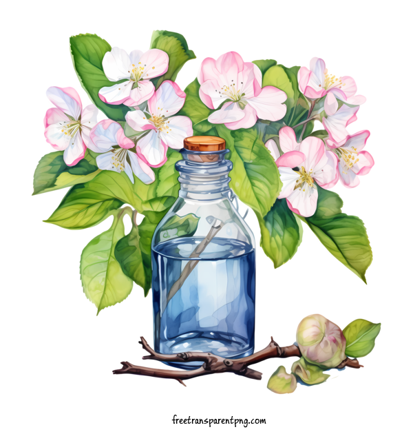 Free Apple Blossom Apple Blossom Apple Blossoms Watercolor For Apple Blossom Clipart Transparent Background
