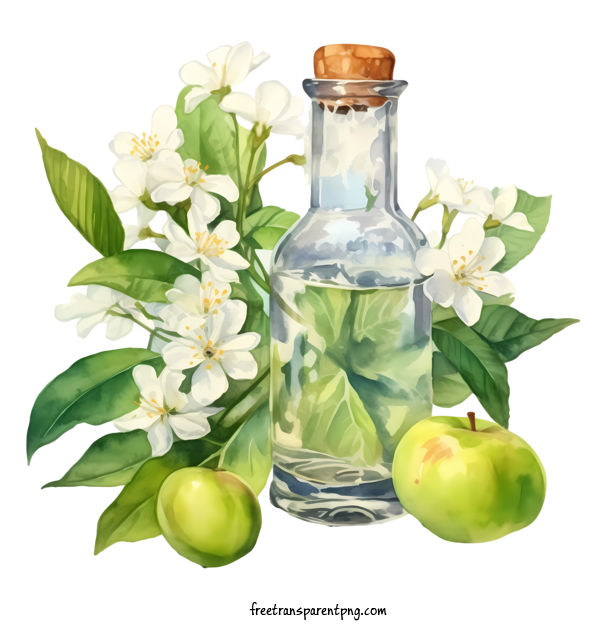 Free Apple Blossom Apple Blossom Watercolor Green Apples For Apple Blossom Clipart Transparent Background