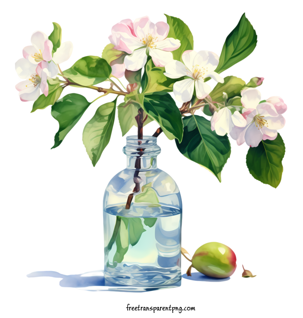 Free Apple Blossom Apple Blossom Apple Blossoms Vase For Apple Blossom Clipart Transparent Background