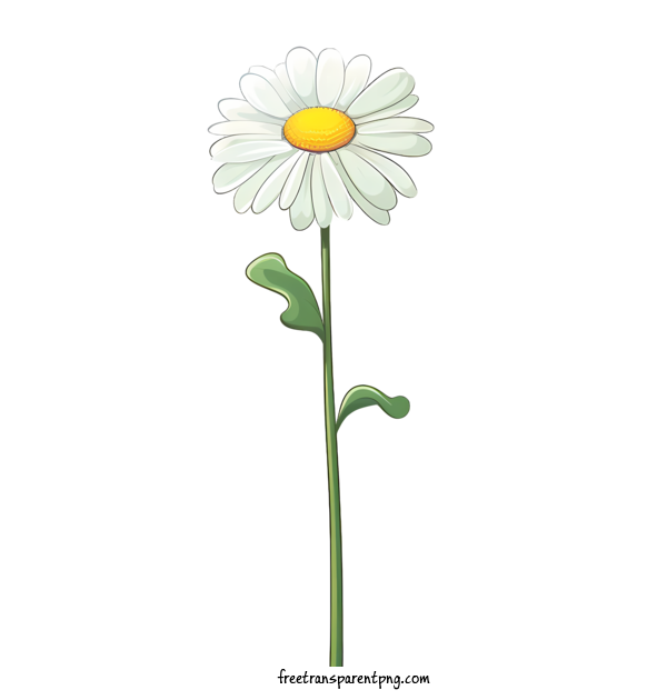 Free Daisy Flower Daisy Flower Daisy Flower For Daisy Flower Clipart Transparent Background