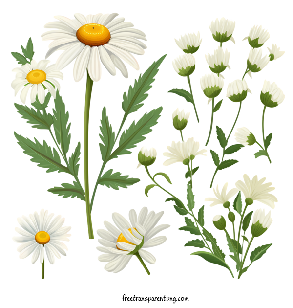 Free Daisy Flower Daisy Flower Daisy Wildflower For Daisy Flower Clipart Transparent Background