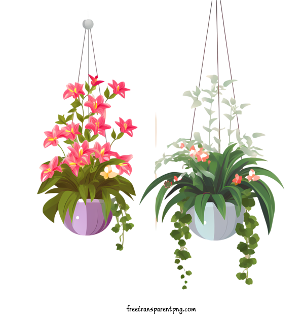 Free Hanging Plant With Pot Hanging Plant With Pot Hanging Plants Vines For Hanging Plant With Pot Clipart Transparent Background