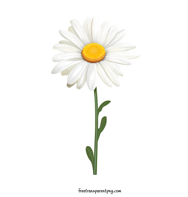 Free Daisy Flower Daisy Flower Daisy Flower For Daisy Flower Clipart Transparent Background